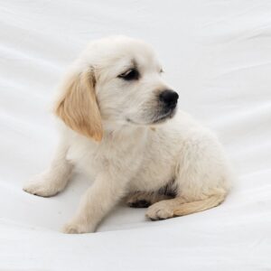 Dolly Golden Retriever