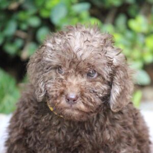 Douglas Miniature Poodle