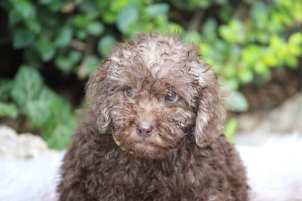 Douglas Miniature Poodle