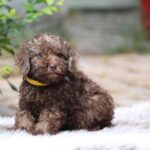 Jimi Miniature Poodle
