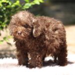 Douglas-male-miniature-poodle-puppy-for-sale-1 (3)