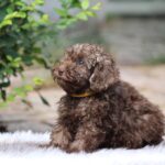 Douglas-male-miniature-poodle-puppy-for-sale-1 (4)