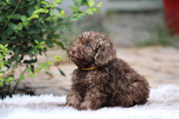 Douglas Miniature Poodle