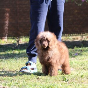 Douglas Miniature Poodle