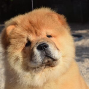Dulcinea Chow-Chow