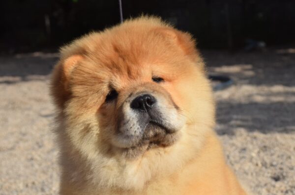 Dulcinea Chow-Chow