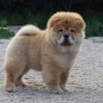 Dulcinea-female-chow-chow-puppy-for-sale-1 (2)