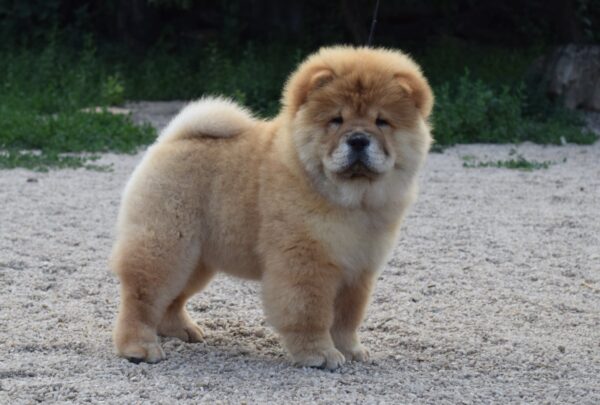 Dulcinea Chow-Chow