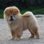 Dulcinea-female-chow-chow-puppy-for-sale-1 (3)