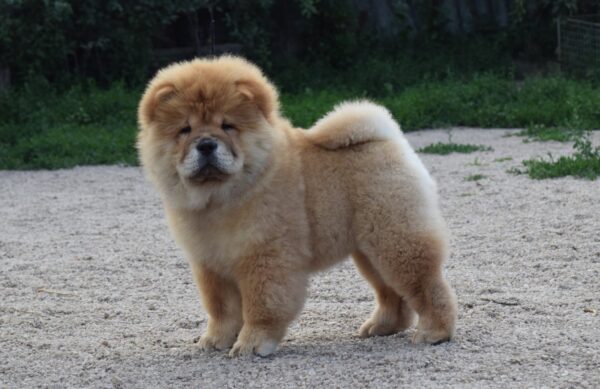 Dulcinea Chow-Chow