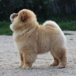 Dulcinea-female-chow-chow-puppy-for-sale-1 (4)