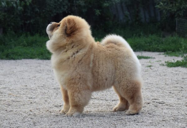 Dulcinea Chow-Chow
