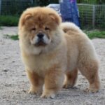 Dulcinea-female-chow-chow-puppy-for-sale-1 (5)