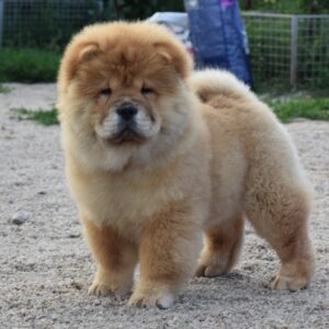 Dulcinea Chow-Chow