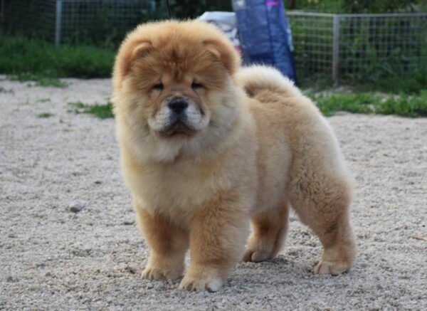 Dulcinea Chow-Chow