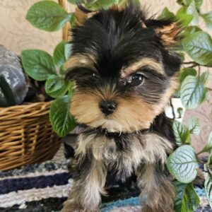 Easy Yorkshire Terrier
