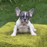 Erika French Bulldog