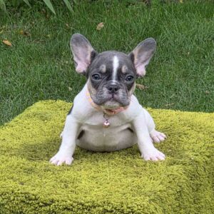 Elina French Bulldog