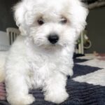 Emelya-male-Bichon-Frise-puppy-for-sale-1 (1)
