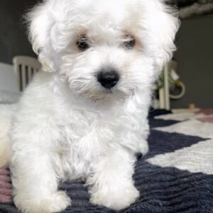 Emelya Bichon Frise