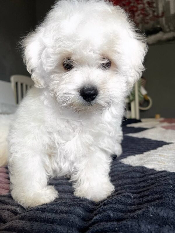 Emelya Bichon Frise