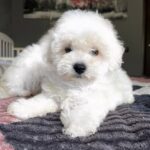 Foxy Bichon Frise