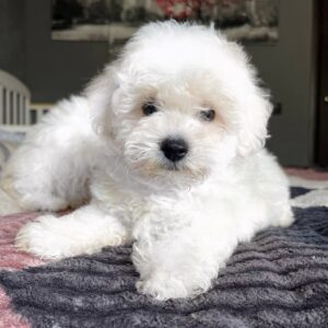 Emelya Bichon Frise