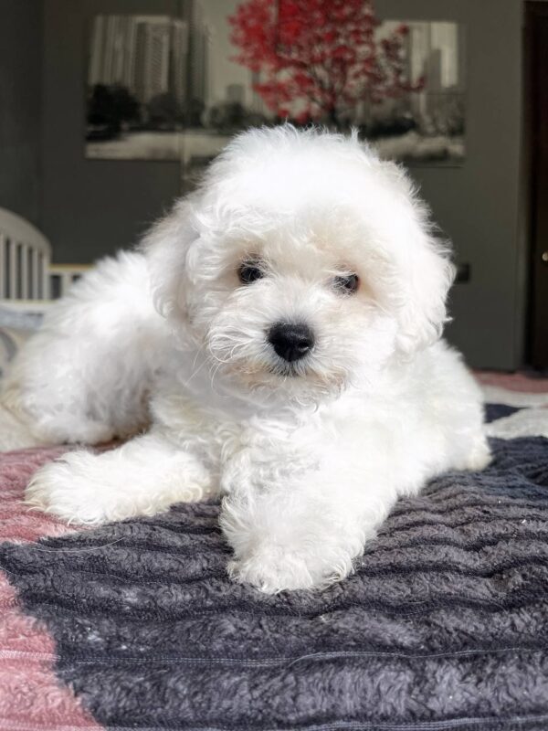 Emelya Bichon Frise