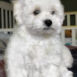 Emelya-male-Bichon-Frise-puppy-for-sale-1 (3)
