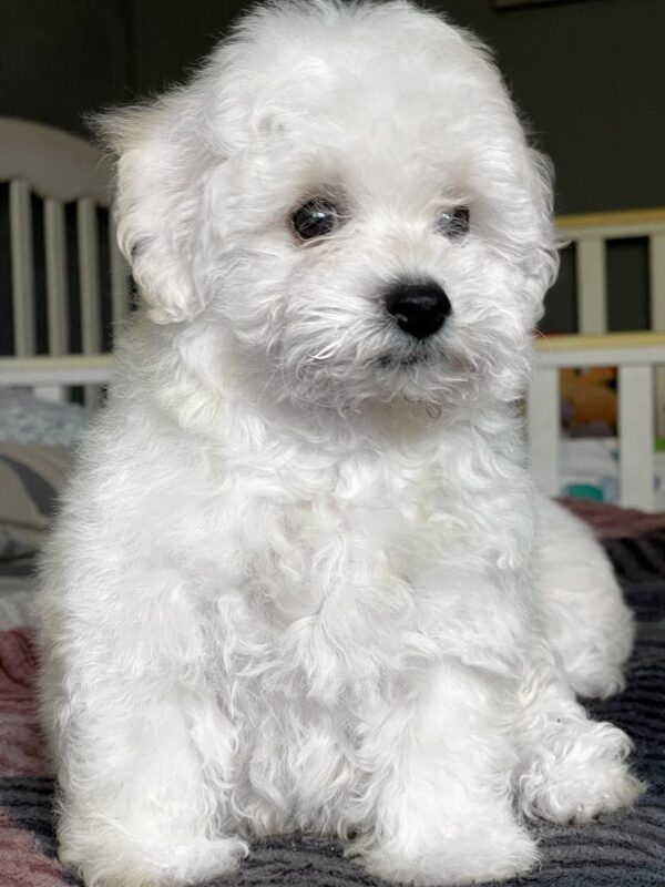 Emelya Bichon Frise