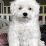 Emelya-male-Bichon-Frise-puppy-for-sale-1 (4)