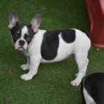 Erika-female-french-bulldog-puppy-for-sale-1 (1)