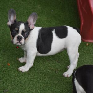 Erika French Bulldog