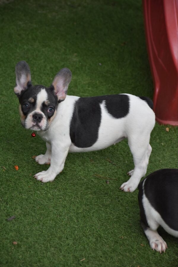 Erika French Bulldog