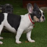 Erika-female-french-bulldog-puppy-for-sale-1 (2)