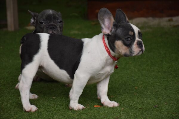 Erika French Bulldog