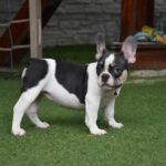 Erika-female-french-bulldog-puppy-for-sale-1 (3)