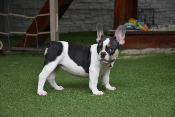 Erika French Bulldog