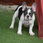 Erika-female-french-bulldog-puppy-for-sale-1 (4)