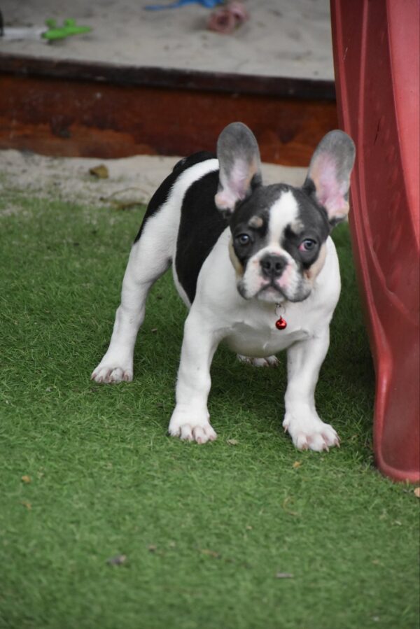 Erika French Bulldog