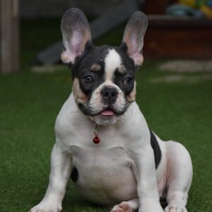 Erika French Bulldog