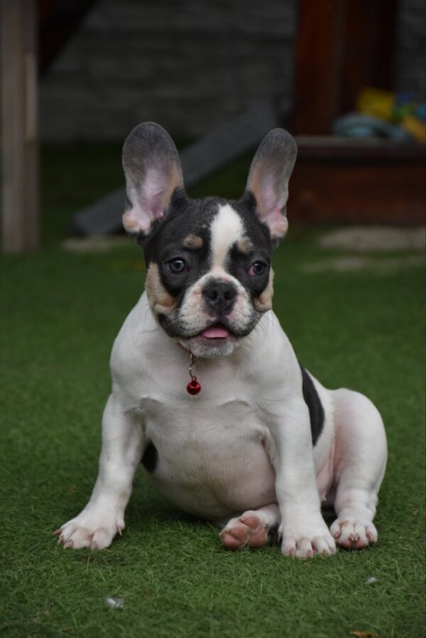 Erika French Bulldog
