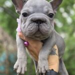 Evlana-female-big-rop-french-bulldog-puppy-for-sale-1 (1)