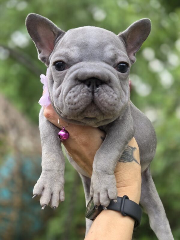 Evlana Big Rope French Bulldog