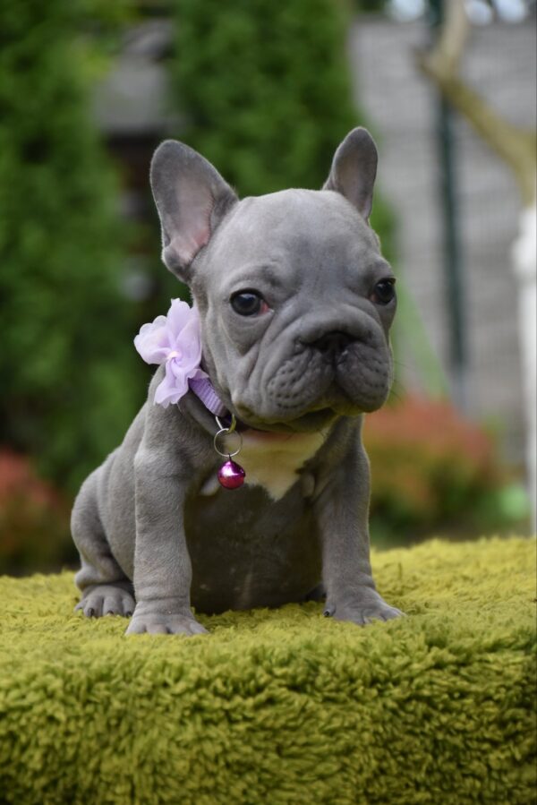 Evlana Big Rope French Bulldog