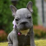 Delphine Big Rope French Bulldog