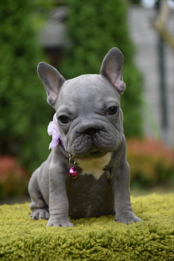 Evlana Big Rope French Bulldog