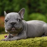 Evlana-female-big-rop-french-bulldog-puppy-for-sale-1 (4)