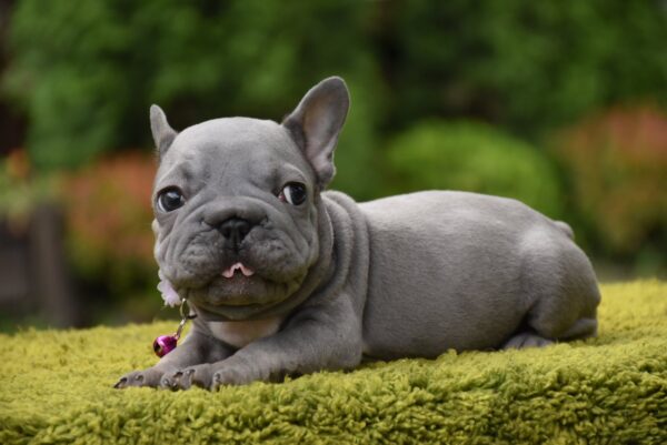 Evlana Big Rope French Bulldog
