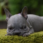 Evlana-female-big-rop-french-bulldog-puppy-for-sale-1 (5)